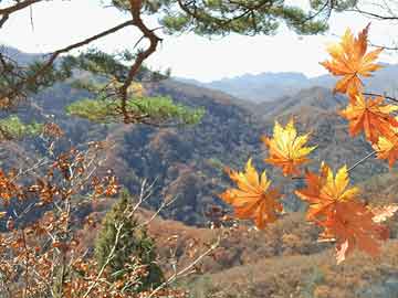 橡胶带式污泥压滤机采购,压滤污泥输送带